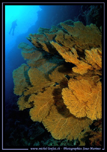 Diving Elphinstone in the Red Sea... Que du bonheur... :O... by Michel Lonfat 